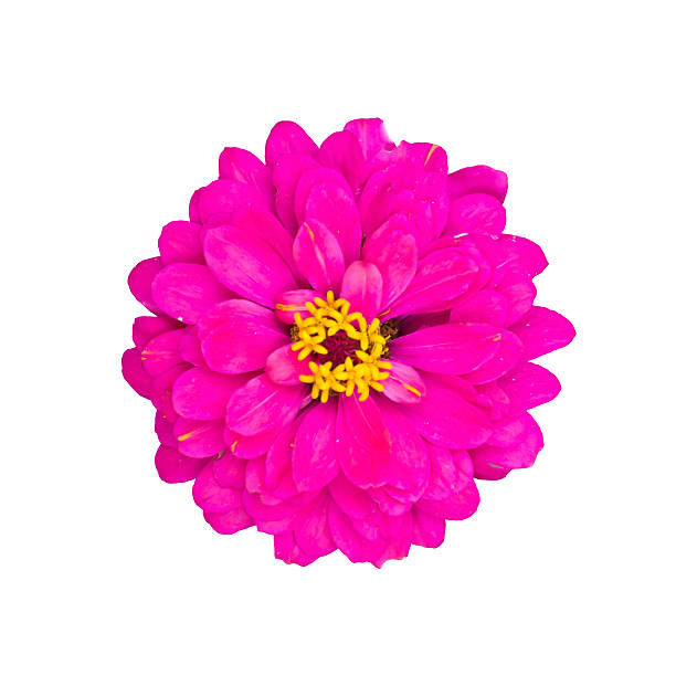 istock Pink Zinnia Elegans Isolated on White Background 186002125