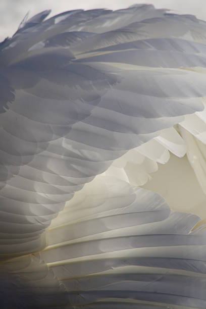istock Wings of a Swan 186003490