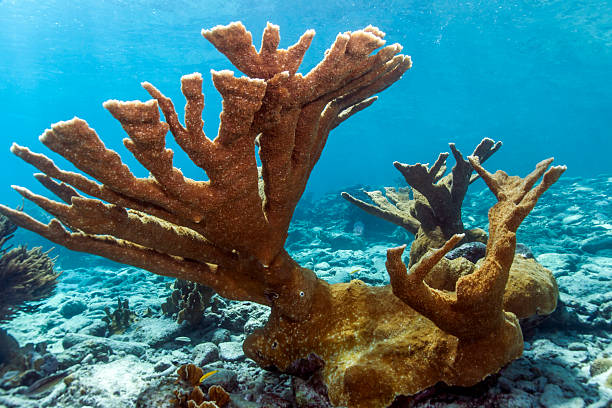 elkhorn coral (acropora palmata) - acropora palmata stockfoto's en -beelden
