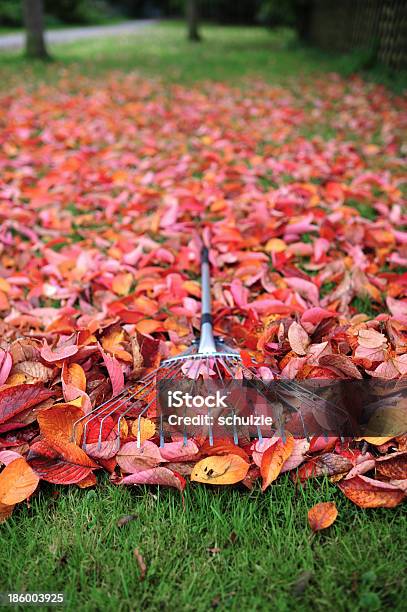 Fogliame - Fotografie stock e altre immagini di Albero - Albero, Ambientazione esterna, Attrezzi da giardinaggio