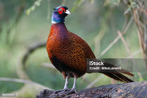 Common Pheasant Phasianus Colchicus Stock Photo - Download Image Now - Animal Wildlife, Bird, Cockerel