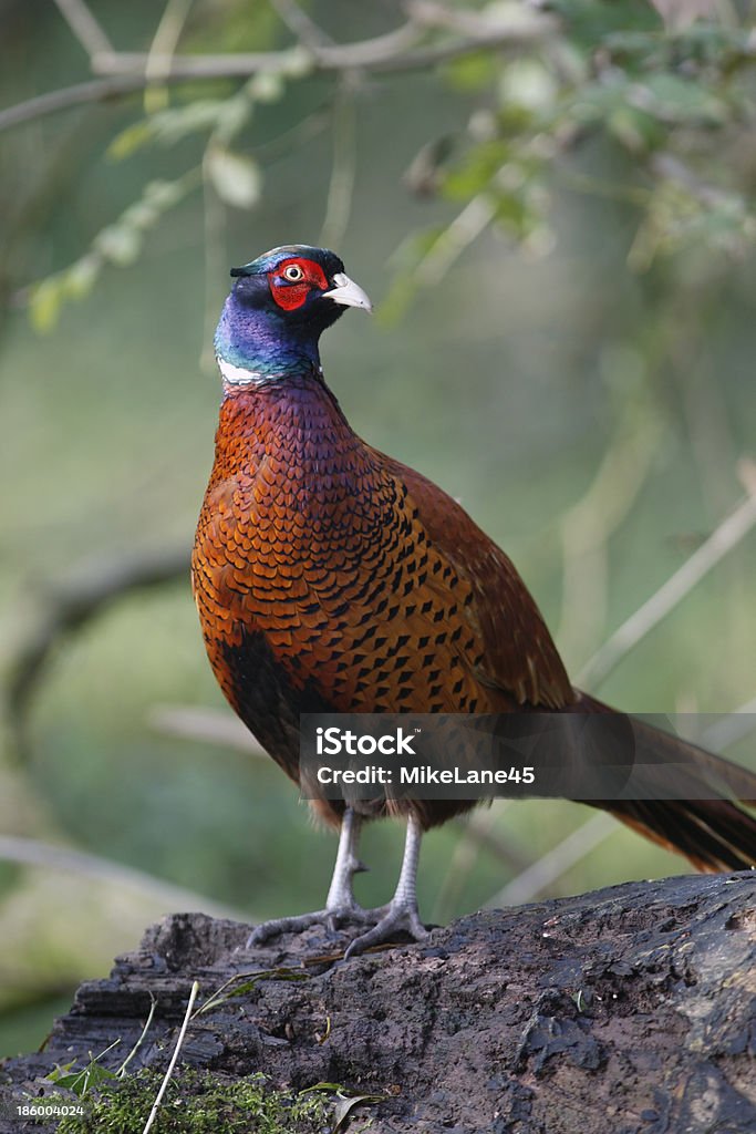 Common pheasant, Phasianus colchicus Common pheasant, Phasianus colchicus, male, Midlands, UK, winter Ring-necked Pheasant Stock Photo