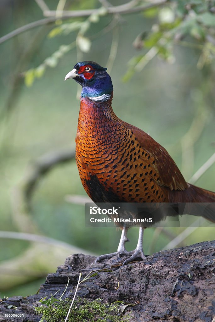 Common pheasant, Phasianus colchicus Common pheasant, Phasianus colchicus, male, Midlands, UK, winter Animal Wildlife Stock Photo