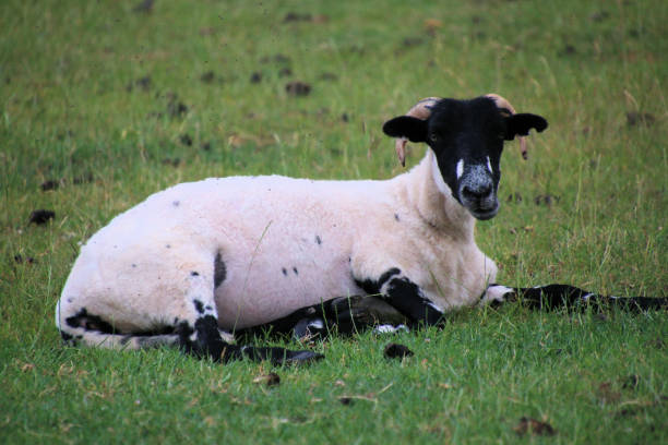 istock A view of a Sheep in a field 1860040431