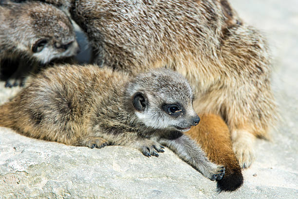 istock Baby Meerkat 186004388