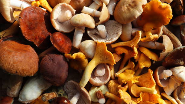mistura fresca de cogumelos da floresta na tábua de corte sobre a mesa de madeira velha - chanterelle edible mushroom gourmet uncultivated - fotografias e filmes do acervo