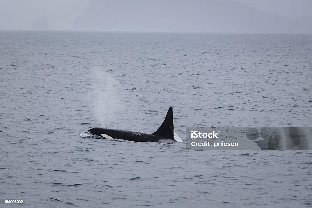 클로즈업 보기 Orca 범고래 스파우팅 it breathes - 로열티 프리 범고래 스톡 사진