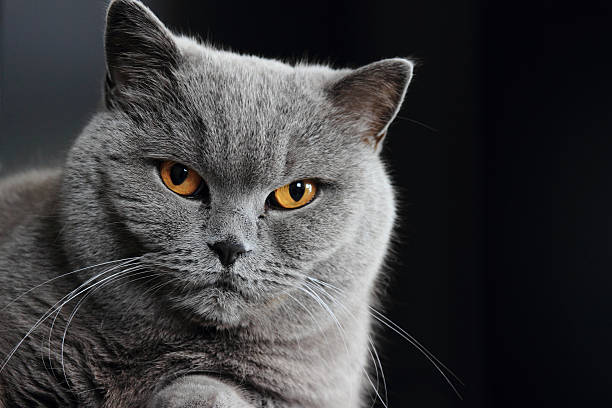 istock Gray british cat with dark yellow eye 186005437