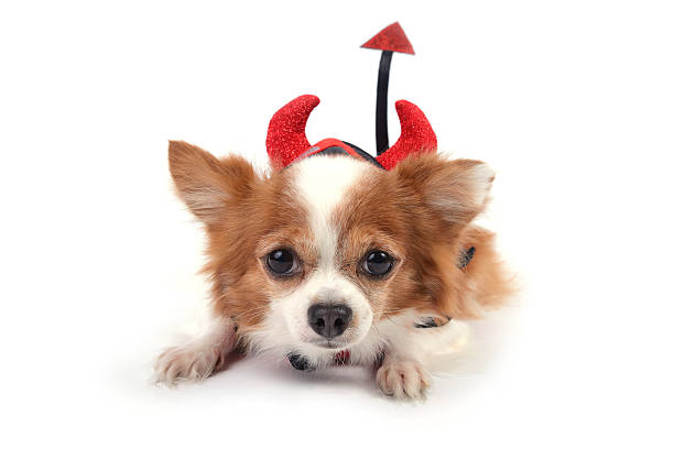 Devil Dog Halloween Chihuahua Stock Photos, Pictures & Royalty-Free ...