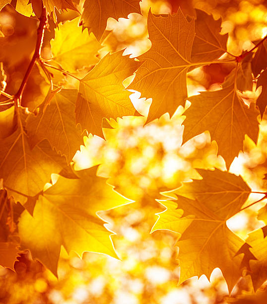 istock Dry autumnal leaves background 186006044