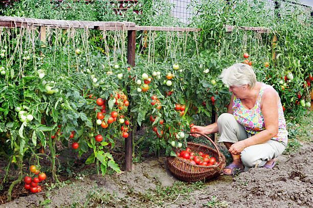 istock Mistress of a kitchen garden received harvest 186006174