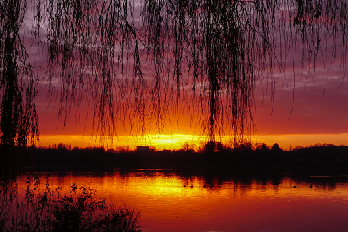 A large willow grows on the bank of the river, its branches with green leaves hang down to the water itself, the evening sun is reflected in the water and illuminates the hanging branches of the willow and the grass on the bank, the surface of the water is calm like a mirror