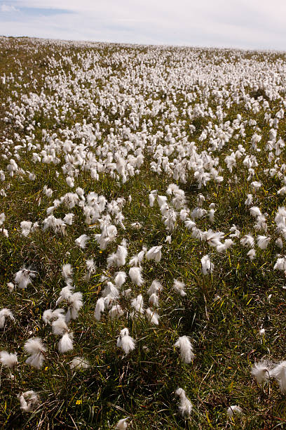 istock Cotton grass, Eriophorum vaginatum 186008027
