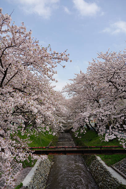 Sakura Cherry Blossoms Park stock photo
