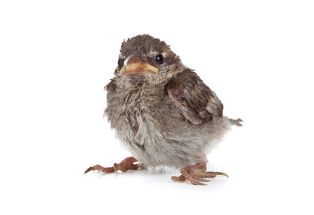 クローズアップ」の小さな sparrow - chirrup ストックフォトと画像