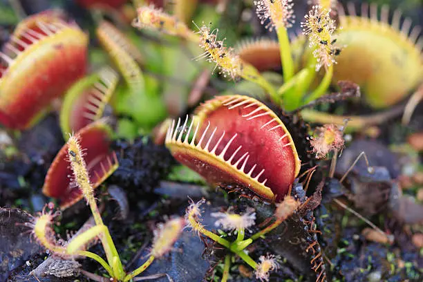 Carnivorous Venus Fly Traps (Dionaea muscipula) and Sundews (Drosera capensis)   Plants secrete digestive enzymes s until the insect is liquified and its soluble contents digested...