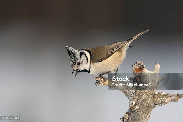 Crested Tit Parus Cristatus Stock Photo - Download Image Now - Animal Wildlife, Animals In The Wild, Bird