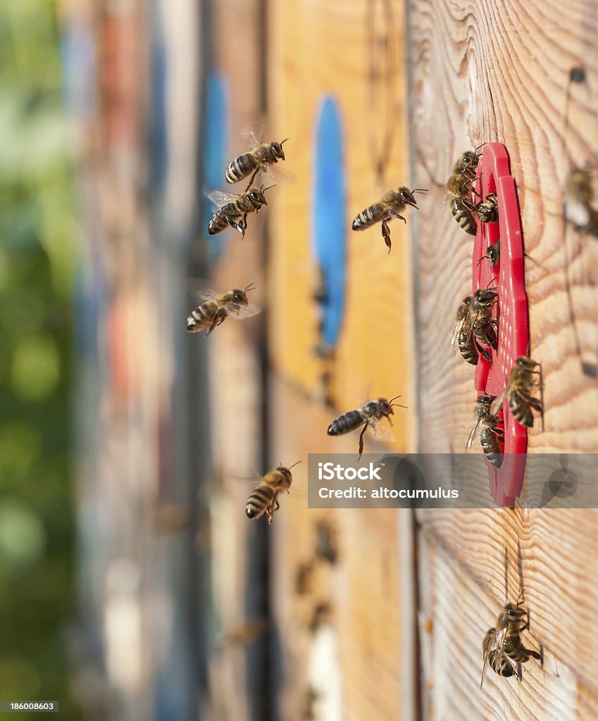 abejas - Foto de stock de Abeja libre de derechos