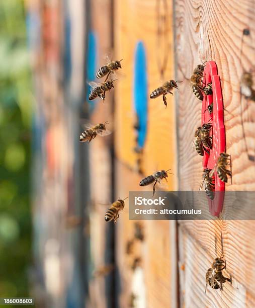 Abejas Foto de stock y más banco de imágenes de Abeja - Abeja, Aire libre, Apicultor