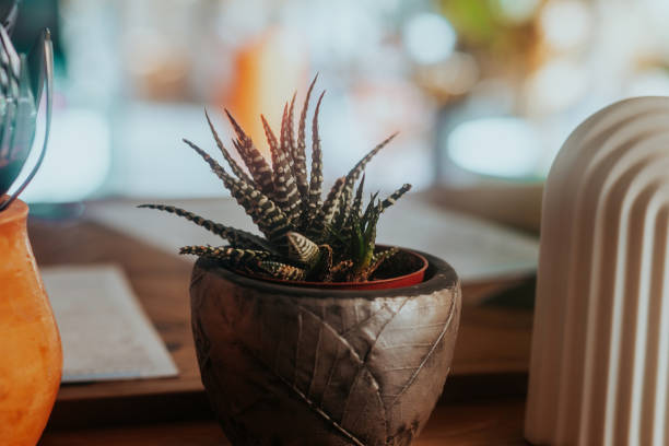 istock Small aloe in a pot in interior 1860091355