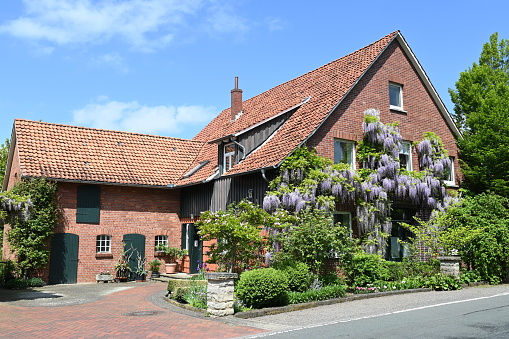 Renovated village house in spring with blooming wisteria