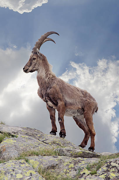 12,278 Ibex Stock Photos, Pictures & Royalty-Free Images - iStock | Alpine  ibex, Nubian ibex, Ibex mountain