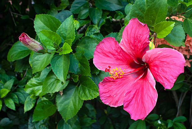 ハイビスカスの花 - stem pollen hibiscus beauty in nature ストックフォトと画像