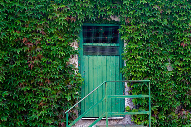 istock Green Door with Vines 186011136