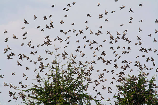 istock Flock of Birds Migrating 186011260