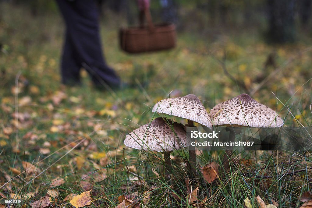 Parasol champiñones y colector de tipo seta - Foto de stock de Alimento libre de derechos