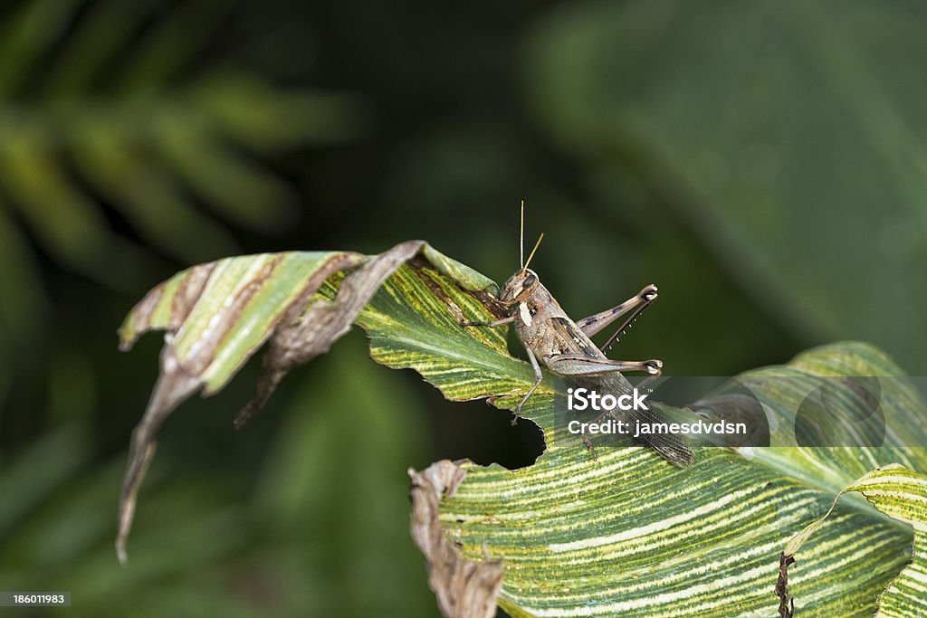 Grasshopper on a Leaf A Macro Photo of a Large Grasshopper eating a leaf Cricket - Insect Stock Photo