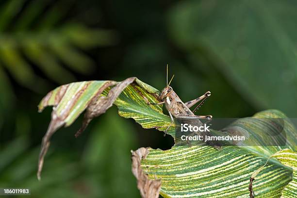 Grasshopper On A Leaf Stock Photo - Download Image Now - Cricket - Insect, Eating, Animal