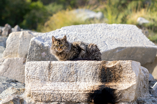A red cat is looking at the camera, it is among rocks in a meadow in the rural area - Valladolid - Spain