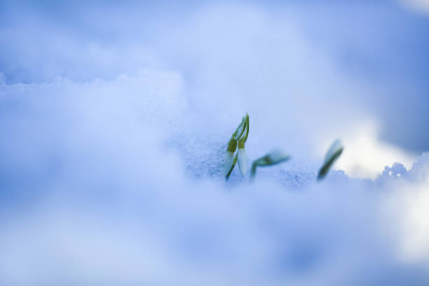 istock Blooming plant Galantus in the snow 1860125735