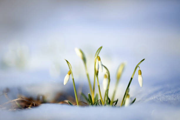 istock Blooming plant Galantus in the snow 1860125876