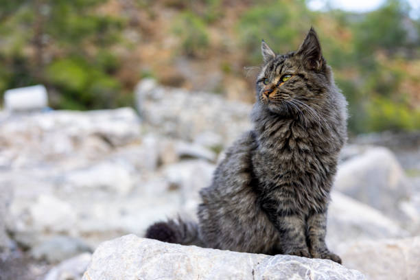 A cat in a historic ancient city,chimera,olympos