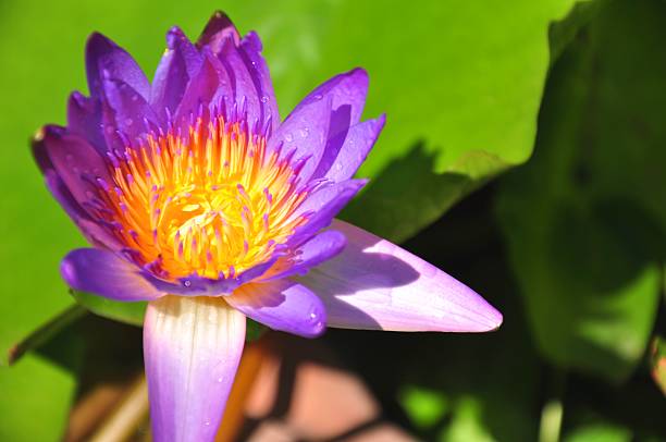 잎과 자주색 바하이 또는 수련 꽃 꽃 on 연못 - lotus lotus root purple single flower 뉴스 사진 이미지
