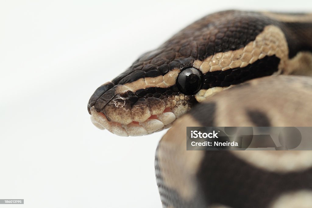 Ball Python Head Upclose Ball Python Close Up Stock Photo - Download Image Now - Animal, Animal ...