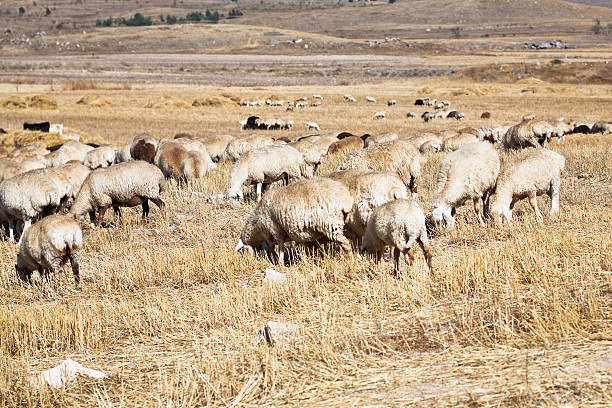 istock herd of sheep grazing on autumn grass 186013916