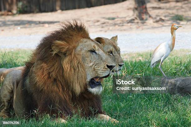 Leão E Egert Pássaro No Jardim Zoológico - Fotografias de stock e mais imagens de Animal - Animal, Animal macho, Cabeça de animal