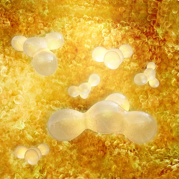 Fat cells - 3d rendered illustration stock photo