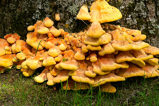 A huge mushroom, a sulfur-yellow tinder fungus, on the trunk of a large oak tree