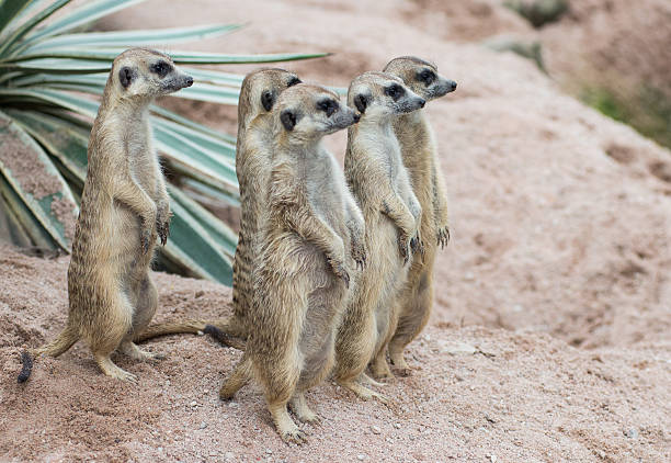 istock Meerkats crowd are standing on guard 186016892