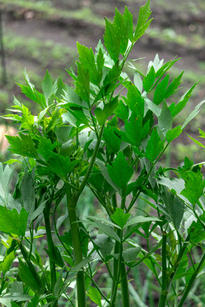 鮮やかな緑の葉を持つ大きなラベージの茂み。 - levisticum officinale ストックフォトと画像