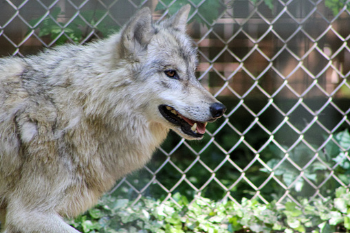 Close up of a wolf at a zoo