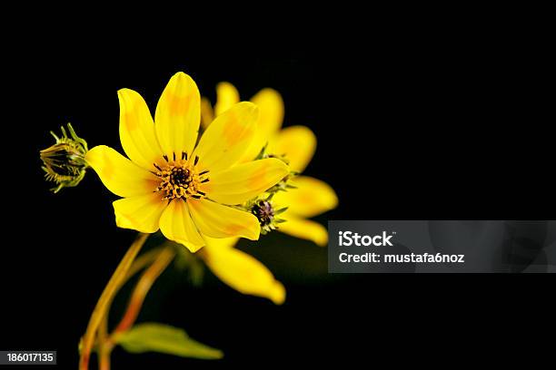 Meskel Flor - Fotografias de stock e mais imagens de Etiópia - Etiópia, Flor, Endémico