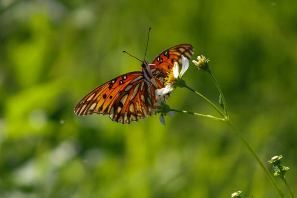istock Butterfly Hanging On A Plant 1860171725