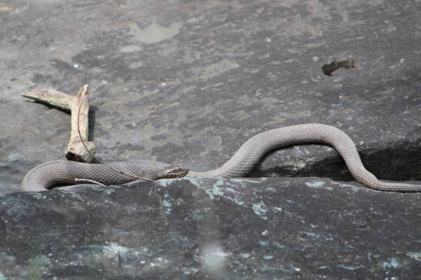istock Snake Sun Bathing On A Rock 1860173456