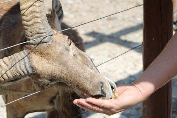 istock Goat at a petting zoo 1860173490