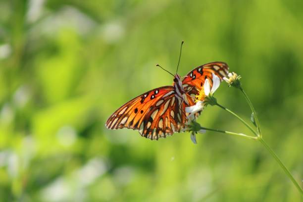 istock Butterfly Hanging On A Plant 1860175000
